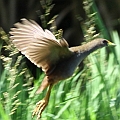 Bush-hen in flight<br />Canon EOS 7D + EF400 F5.6L
